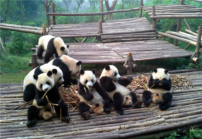 A Group of Giant Pandas Eating Bamboo