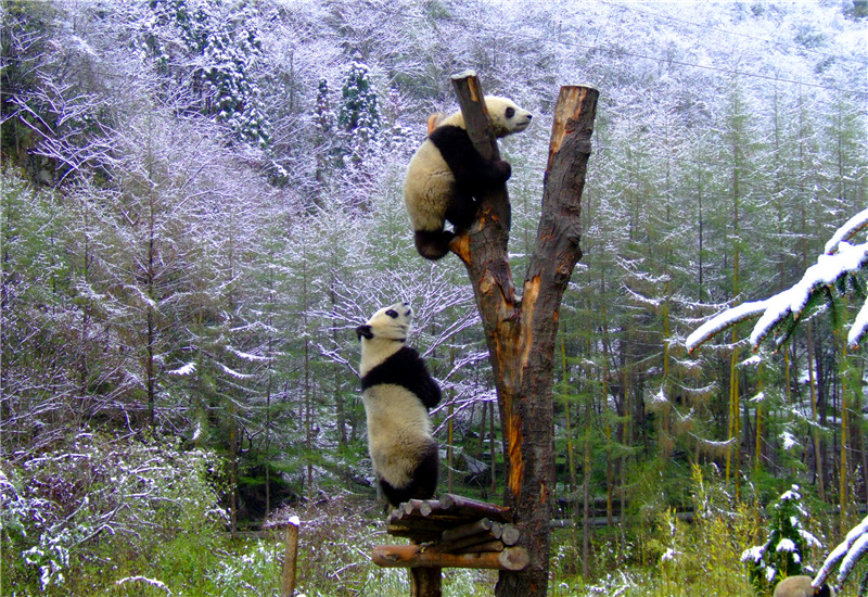 Two Giant Pandas Climbing the Tree