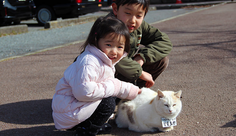 Cats around Ashi Lake