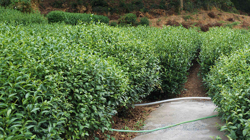 Dragon Well Tea Plantation