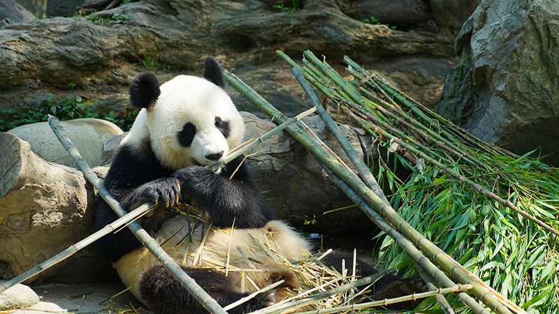 Panda Eating Bamboo