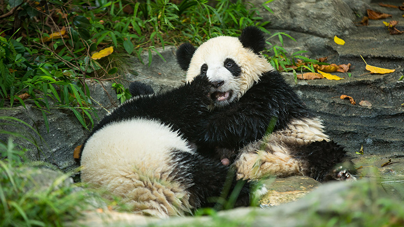Baby Pandas Playing Together