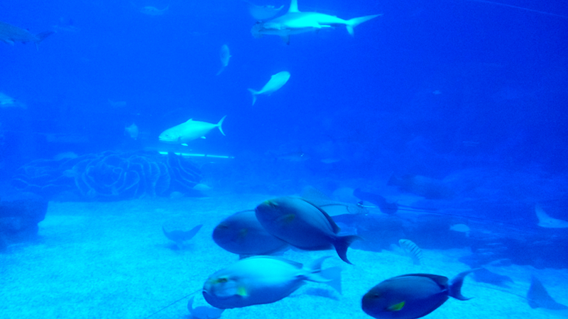 Shark and Tropical Fish