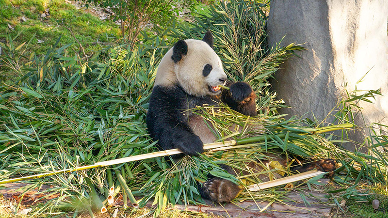 Panda in Chengdu
