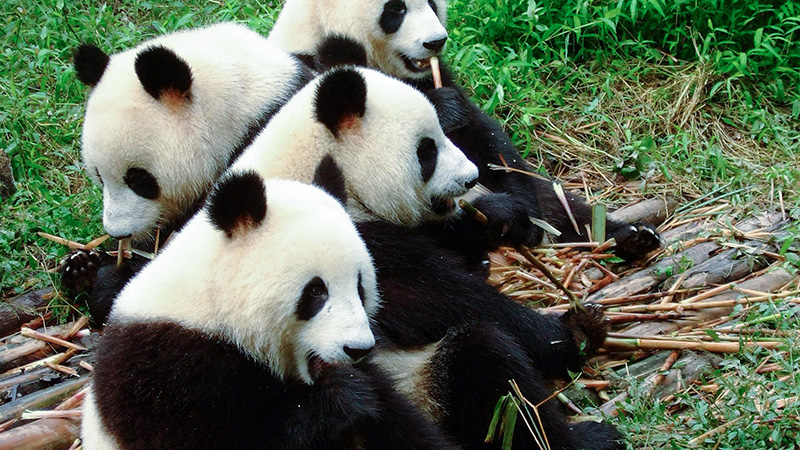 Pandas, China's National Treasure