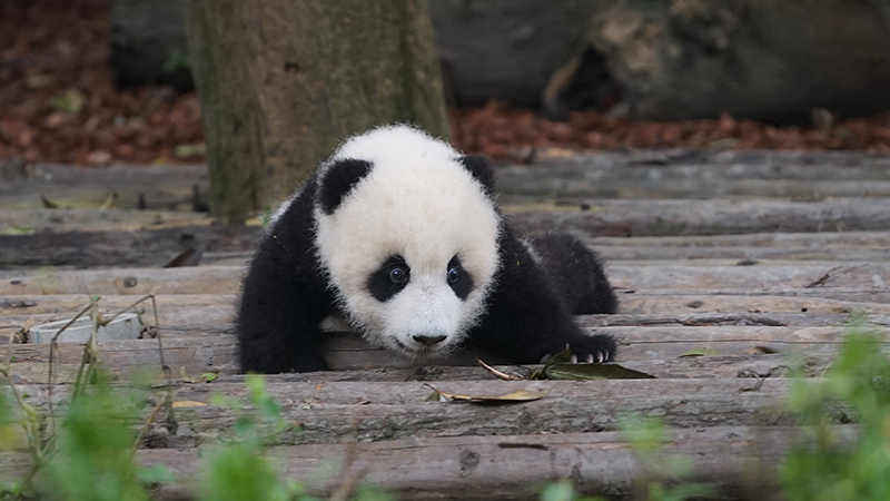 Baby Panda Learning to Walk