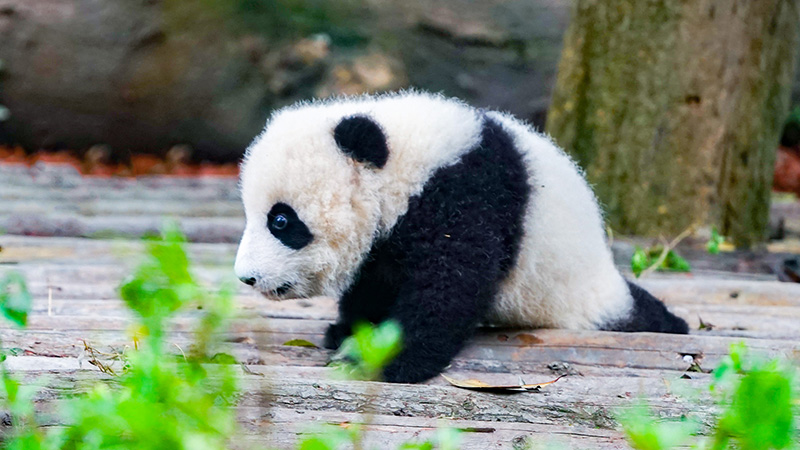 Panda Baby in Chengdu, China