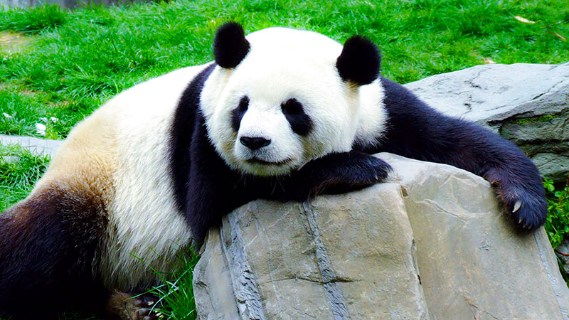 Giant Panda