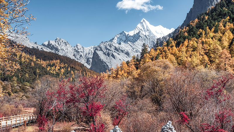 The view of autumn pine forest in Shangri-La