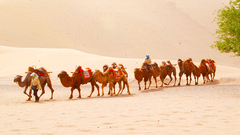 Camel ride on the Silk Road trip in China