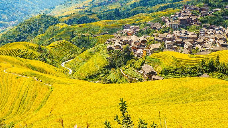 Longsheng Rice Terraces in autumn