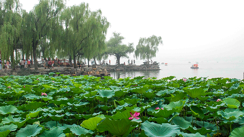 Admire lotus flowers in Summer Palace