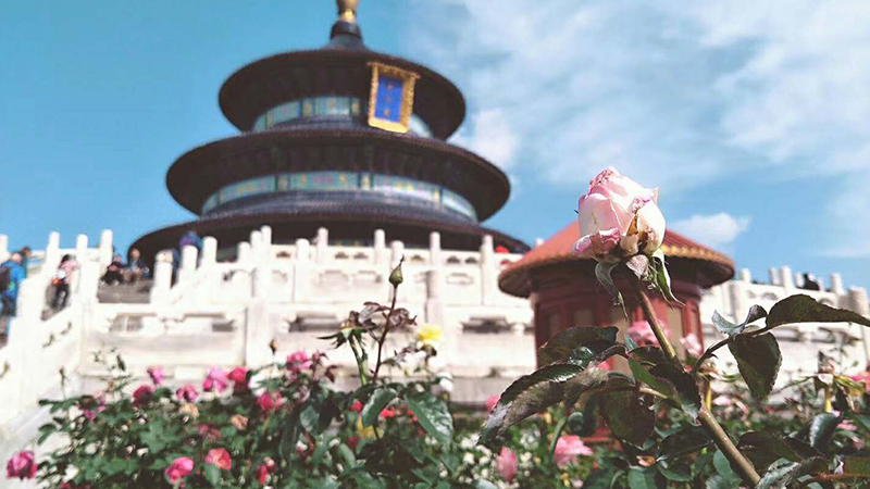 Temple of Heaven in May