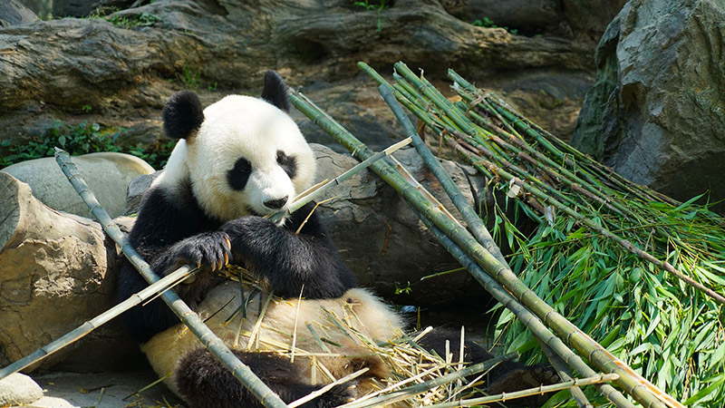 A panda enjoying its meal
