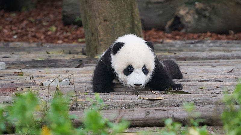 A baby Panda in Chengdu Panda Base