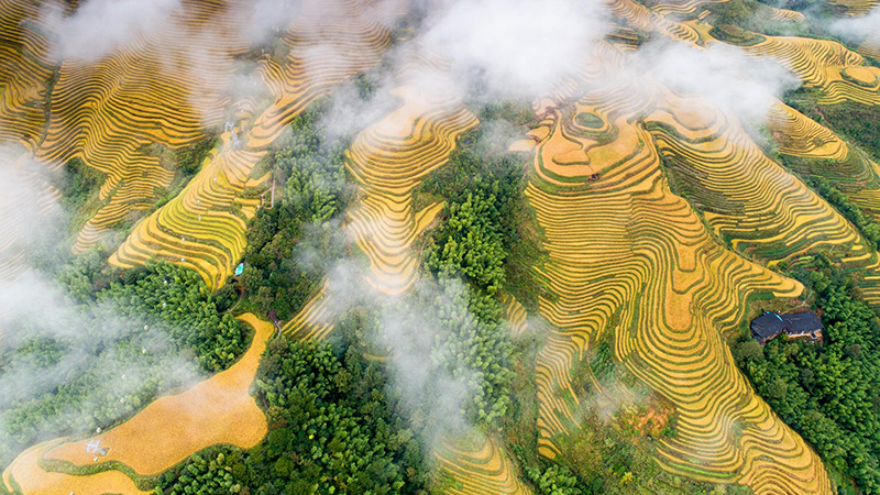 Longji Rice Terraces