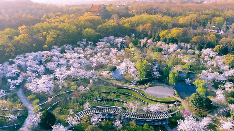 Cherry blossoms in Nanjing 