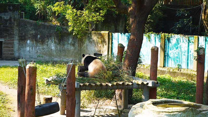 Cute panda in the Chongqing zoo