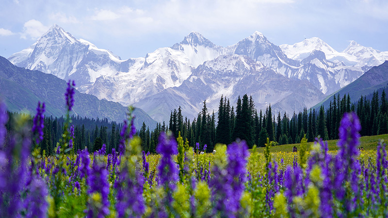 Beautiful Kalajun Grassland with snowy peaks in Xinjiang