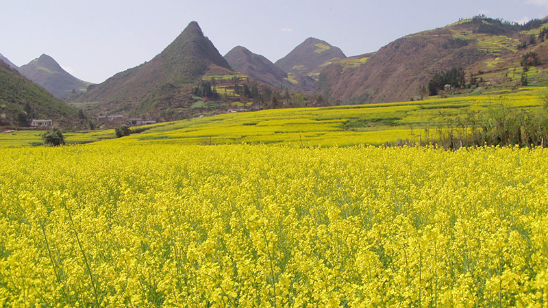 Rapeseed field in Luoping