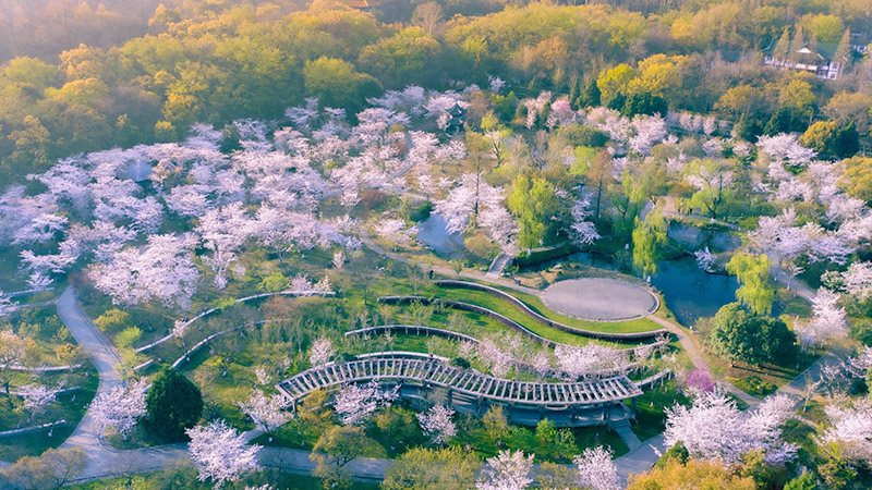 Cherry blossoms in Nanjing in spring