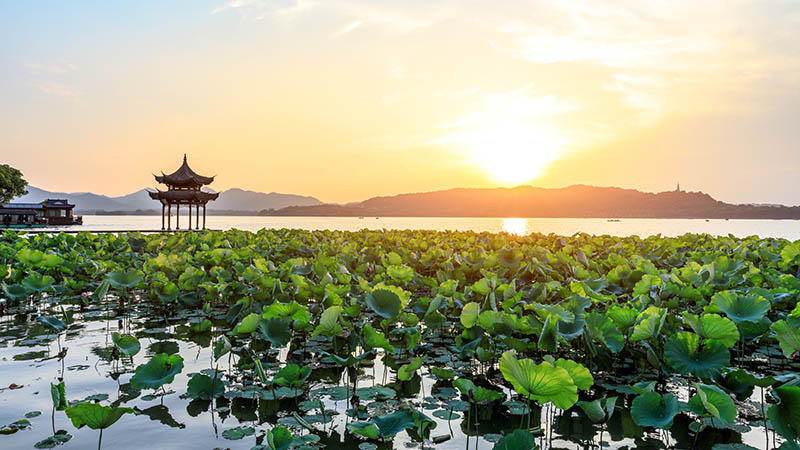  Lotus Flowers in West Lake