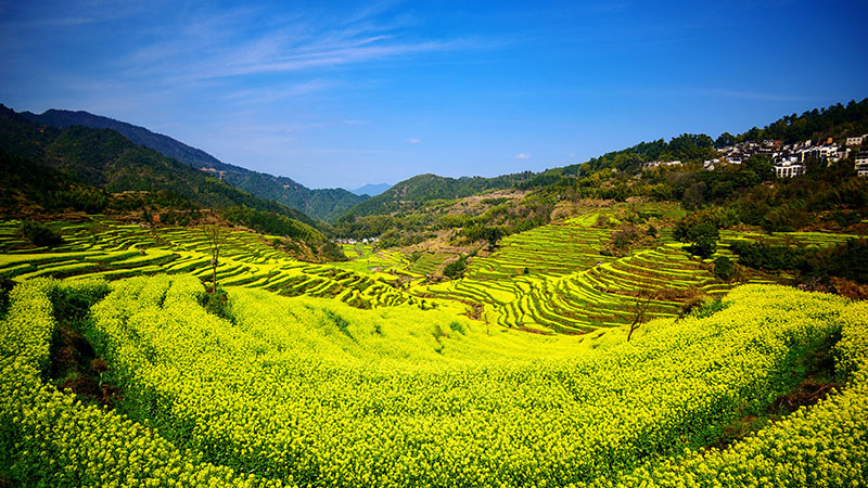 Rapeseed terraces in Huangling, Wuyuan
