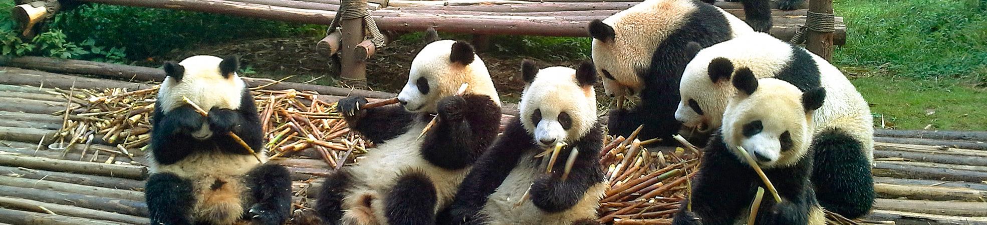 Giant Panda Bear of China