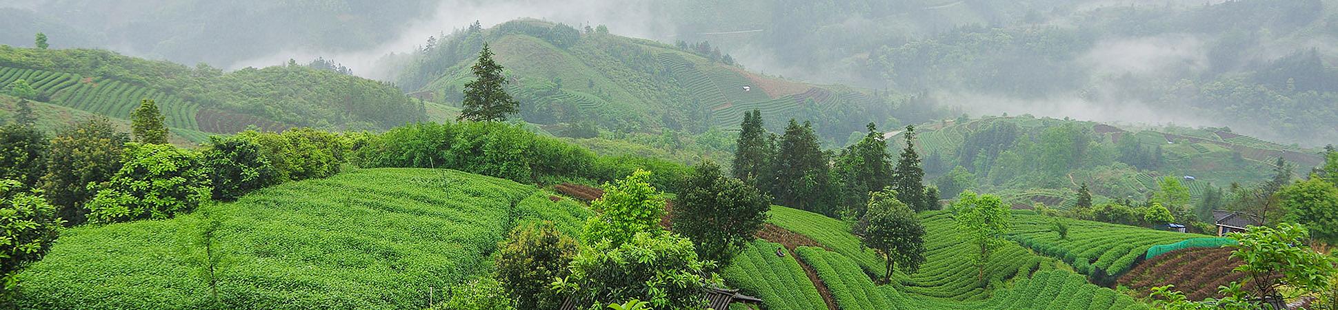 Tea Planetion in China