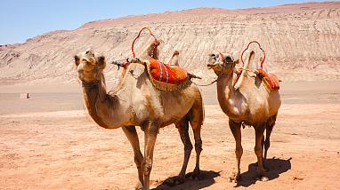 Camels in the Flaming Mountain, Turpan