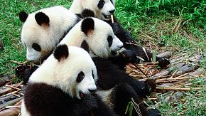 Giant pandas at Chengdu Panda Base