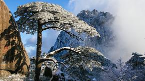Guests-Greeting Pine in winter in Huangshan