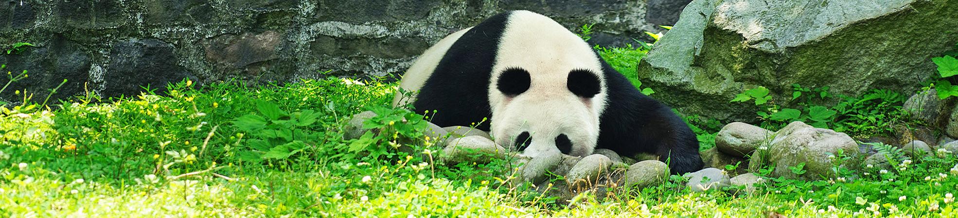 Chengdu Travel Guide