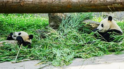 Chengdu Panda Breeding Base
