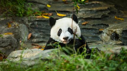 Chengdu Research Base of Giant Panda Breeding