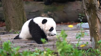 Chengdu Research Base of Giant Panda Breeding