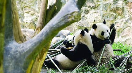 Chengdu Panda Breeding Base