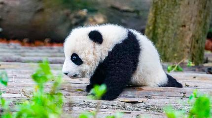Chengdu Panda Breeding Base