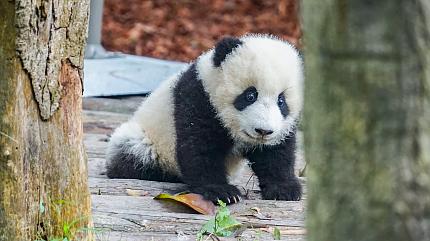 Chengdu Giant Panda Breeding Research Base