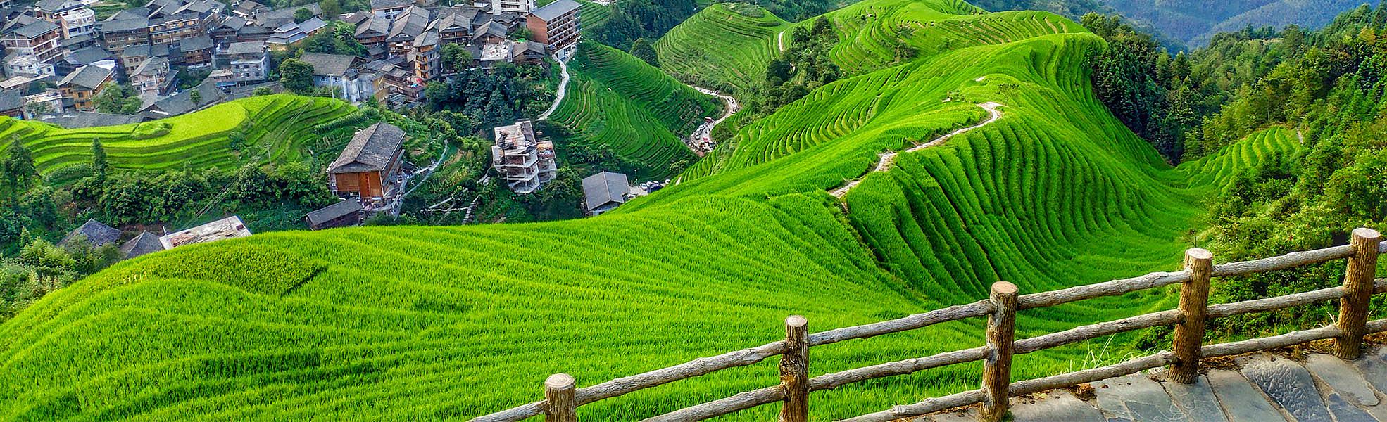 Longsheng Terraced Rice
