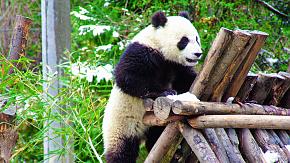 Panda at Wolong National Nature Reserve