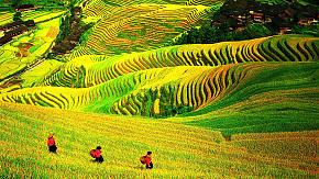 Longji Rice Terraces in Guilin