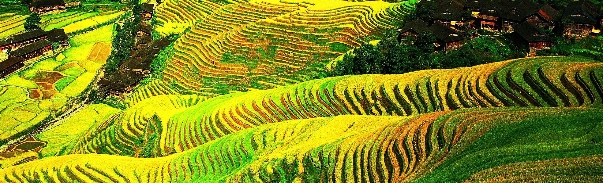 Longji Rice Terraces in Guilin