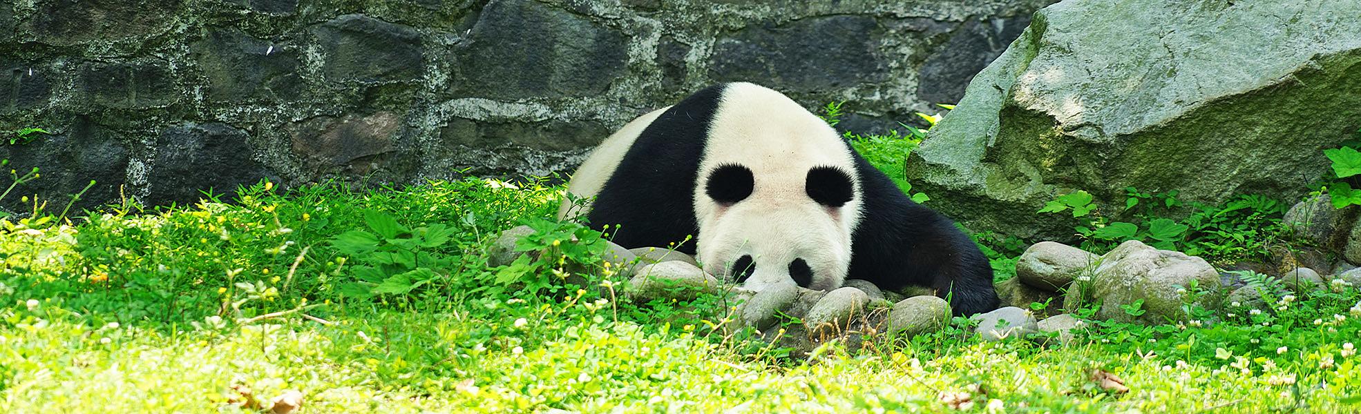 Panda in Sichuan