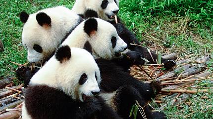 Giant Panda Breeding Research Base, Chengdu