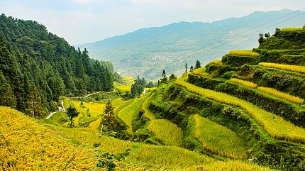 Terraced Rice Fields, Zhaoxing