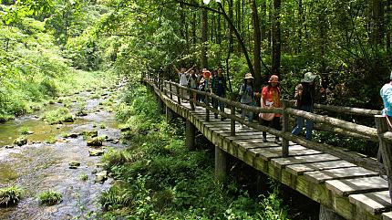The Golden Whip Stream, Zhangjiajie