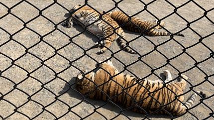 Siberian Tiger Park, Harbin