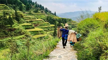 Terraced Rice Fields, Zhaoxing
