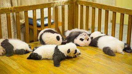 The Giant Panda Research Base, Chengdu